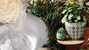 Makarna suyu bitkileri uçuruyor Tuz ve yağdan arındırın: Sırık gibi olacaklar