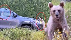 Nemrut Dağı’nda ayı tehlikesi Uzmanlar uyardı: ‘Elle beslemeyin, saldırabilirler