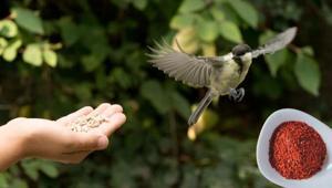 Bahçeye bırakılan kuş yemine börtü böcek siperi Acı biber serpin, tadını alamıyorlar