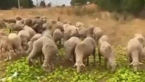 Biberlerin para etmediği için hayvanlara yedirildiği iddia edilmişti Gerçek farklı çıktı