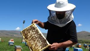 Coğrafi işaretli balın hasadı başladı Kilosu 1.500 TL