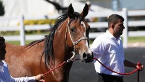 TİGEM tay satışından 25 milyon 225 bin lira gelir elde etti