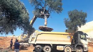 Santral sahasındaki zeytin ağaçları yeni yerine taşındı
