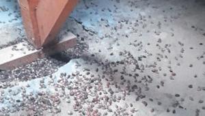 Karadeniz’de kahverengi kokarca kâbusu