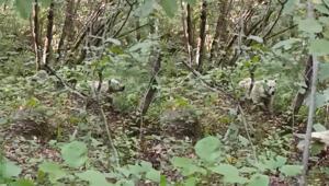 Rizedeki Beyaz ayı nereden çıktı Sosyal medyanın konuştuğu görüntünün sırrı