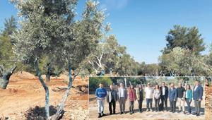 Ege’nin zeytini ve enerjisi aynı toprakta
