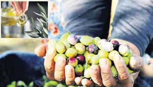 Zeytinde karmaşık denklem