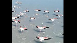 Tuz Gölü için alarm