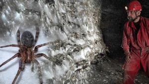 Binlerce örümceğin bu mağarada ne işi var Yemek kavgası yok: Aynı ağda yaşıyorlar