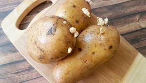 Patates çabucak filizleniyorsa çözümü çok basit Tarladan toplanmış gibi kalacak