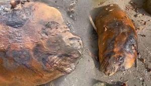 Yer: Tekirdağ Sahiline vuran gizemli deniz canlısı şaşkınlık yarattı