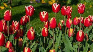 Bahçede lale devri yaşatmak isteyen şimdiden eksin Kimsenin bilmediği detay