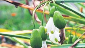 Aromatik ve tıbbi bitki için Hazine arazisi kiralanıyor