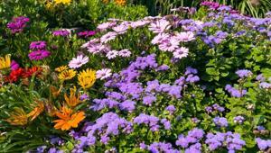 Kök güçlendirici süper formül Solan çiçekleri bile coşturan aspirinli maya serumu