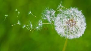 Avrupa’da zeka ilacı, Türkiyede var ama bilen yok Yol kenarındaki mucize