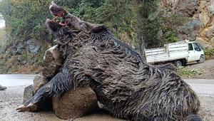 Dev avlandı 7 avcı peşindeydi, Trabzonda öldürüldü