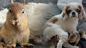 Batmanda yasa dışı üretilen sincap yurt dışına gönderilecek