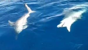 Yer: Hatay Amatör balıkçı şoke oldu: Köpek balığını fark edince olta ipini kestik