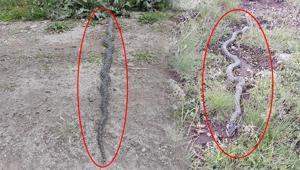 Yer: Afyonkarahisar Metrelerce uzunluktaki zehirli yılan dehşete düşürdü