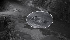 Mahalleliyi canından bezdiren ayı Eve girip karnını doyurdu, kapıda yatarken ev sahibine yakalandı