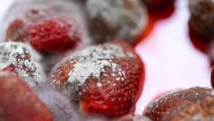 Çilekler böyle muhafaza edince çürümüyor Çilekleri taze tutan en etkili yöntem