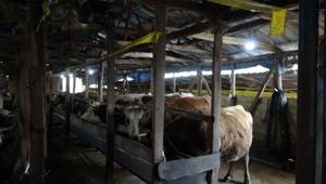 İstanbulda şap alarmı 21 mahalleye giriş çıkışlar kapatıldı