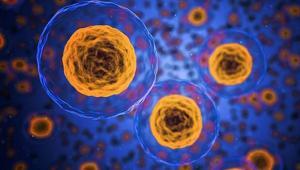 Bilim insanlarını hayrete düşüren deney Yaşlanmayı durdurmak mümkün olabilir