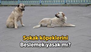 KÖPEK HABERLERİ 🐕 Sokak köpeklerini beslemek yasaklandı mı İstanbulda sokak köpeklerini beslemek neden yasaklandı