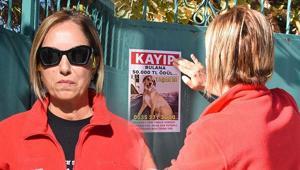 Kayıp köpek Yaşar için seferberlik: Sahibi sokak sokak dolaşıyor Bulana 50 bin TL