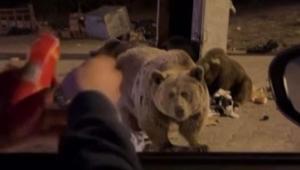 Tehlikeli anlar Ayıya sucuk vermeye kalktı dehşeti yaşadı