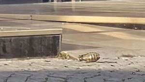 Esenyurtta otele el bombası atıldı