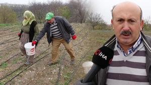 Emekli oldu, deneme amacıyla ekti tüm hayatı değişti ‘Gramı 600, kilosu 2.500 TL’