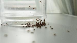 Karıncalara davetiye çıkaran hata Yem tuzağı ile koloninin kalbine ulaşın