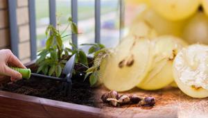 Tek bir üzüm tanesinden büyüyor Kilitli buzdolabı poşetinden asmaya dönüşüyor