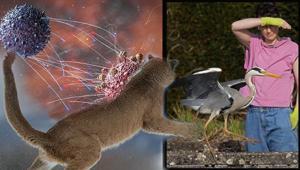 Kuş gribi ilk kez insan öldürdü Virüs kapıyı araladı: Artık tehdit değil, çok başlı bir yapı