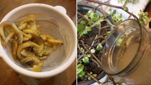 Muz kabuğu gübresi nasıl yapılır Kuruyken dökmeyin, çiçek açtıran besin kaynağı