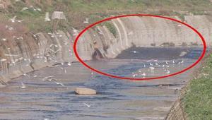 İstanbul’da korkutan görüntü Sanayi bölgesindeki dere bir anda kırmızı aktı