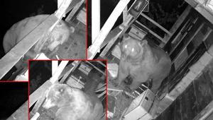 2 gün üst üste balkondan tırmandı Görüntüleri izleyince şoke oldu