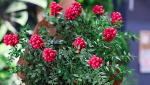 Kokina buketi nasıl saklanır Suya koymak büyük hata: Böylesi ilk günkü gibi canlı