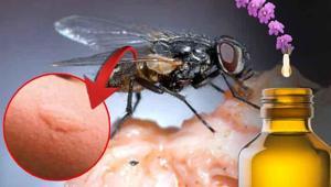 Karasinekleri nasıl kovacağınızı düşünmeyin Kokularını çıkarın: Bir çakmak yeter