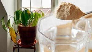 Solmuşu bile coşturuyor Yoğurdu da mayayı da bitki için kullanın: 1 kaşığa 3 litre