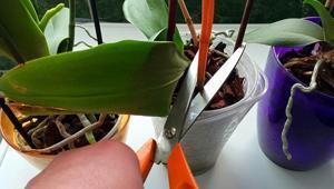 Orkideyi öldüren bir numaralı hata Aşırı sulama ve yanlış konum baş düşman