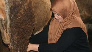 Gelin gittiği köyde 60 büyükbaş sahibi oldu 5 çocuğuma nasıl bakıyorsam onlara da öyle bakıyorum