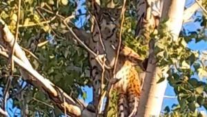 Görüntü Tunceliden Herkes vaşak sandı, fark siyah çizgilerle anlaşıldı