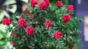 Kokinalar hemen buruşuyor mu Kokina çiçeği bakımının püf noktası