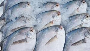 Japonyanın yasaklı balığı felç ediyor... Ağzınıza sürmeyin, işte belirtileri