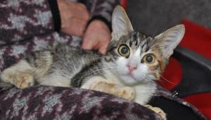 Evcil hayvan sahipleri dikkat Çip için son tarihi kaçıranları para cezası bekliyor