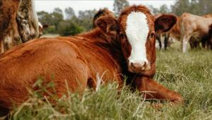 Hayvancılık işletmelerinde damızlık amacıyla kullanılacak hayvanlara ilişkin usul ve esaslar düzenlendi