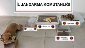 Eve giren jandarmalar şoke oldu Yılan, örümcek, kertenkele...