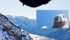 Tuncelide kartal dronu kapıp dağın zirvesine bıraktı